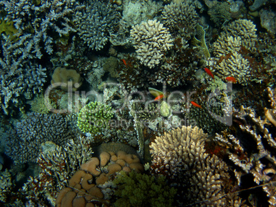 korallen unterwasserwelt