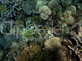 korallen unterwasserwelt