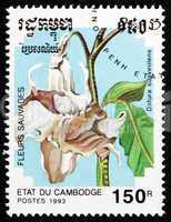 Postage stamp Cambodia 1993 Angel Trumpet, Flower