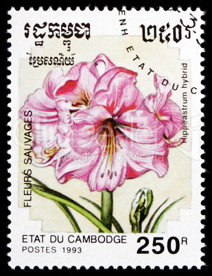 Postage stamp Cambodia 1993 Hippeastrum Hybrid, Flower