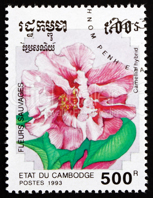 Postage stamp Cambodia 1993 Camellia Hybrid, Flower