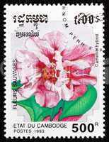 Postage stamp Cambodia 1993 Camellia Hybrid, Flower