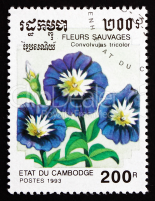 Postage stamp Cambodia 1993 Dwarf Morning Glory, Flower