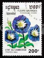 Postage stamp Cambodia 1993 Dwarf Morning Glory, Flower