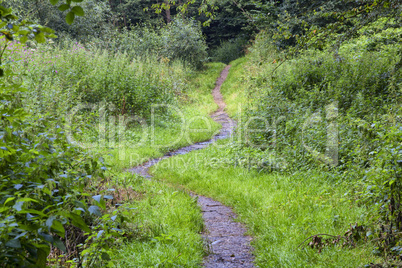 Waldweg, Pfad im Wald