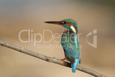 Female Kingfisher