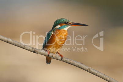 Female Kingfisher