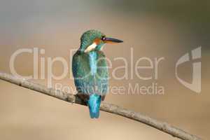 Female Kingfisher seen from the Back