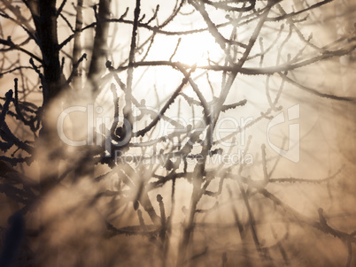 Frozen trees in sunlight