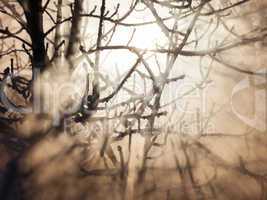 Frozen trees in sunlight