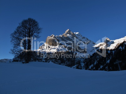 Mountain and tree in the morning, Braunwald