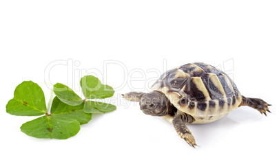 young Tortoise and trefoil