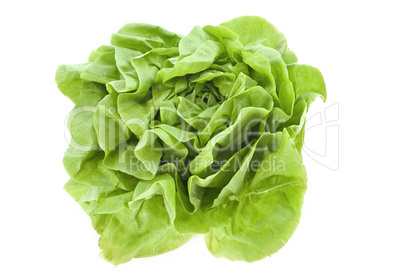 lettuce