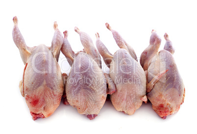 four quails