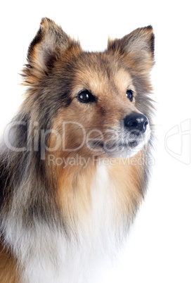 shetland dog