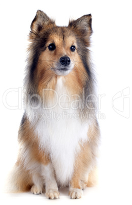 shetland dog