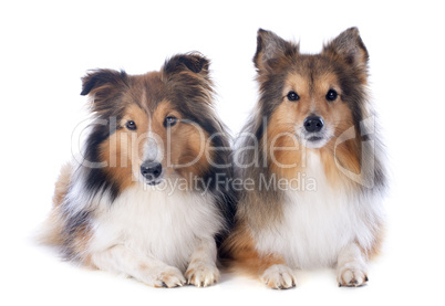 shetland dogs