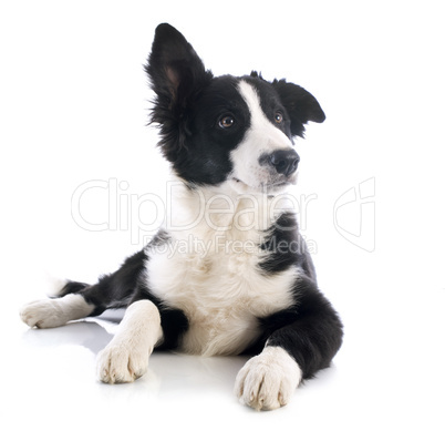 puppy border collie