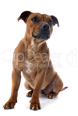 staffordshire bull terrier