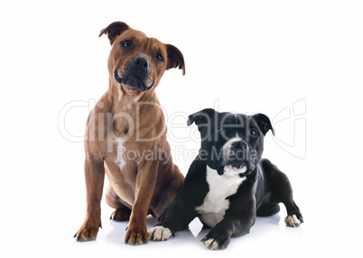two staffordshire bull terrier