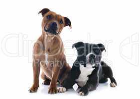 two staffordshire bull terrier