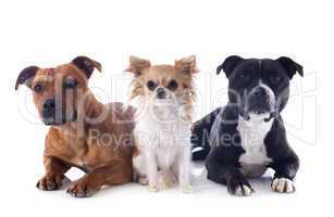 staffordshire bull terriers and chihuahua