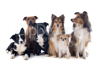 six dogs