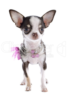 puppy chihuahua