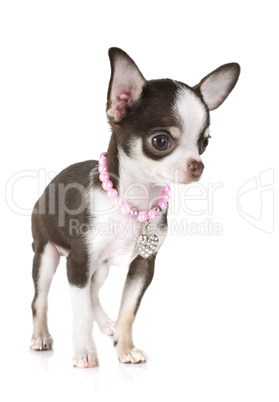 puppy chihuahua