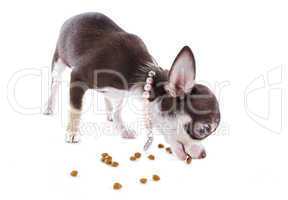 puppy chihuahua eating