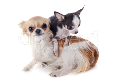 puppy and adult chihuahua