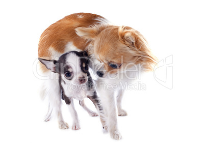 puppy and adult chihuahua