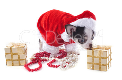 santa claus chihuahua