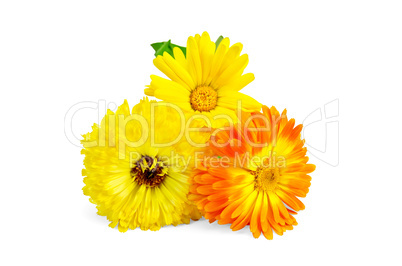 Calendula yellow and orange