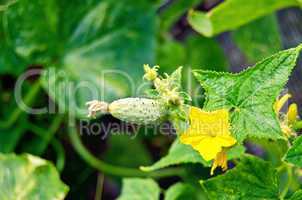 Cucumber small with a flower on the bush