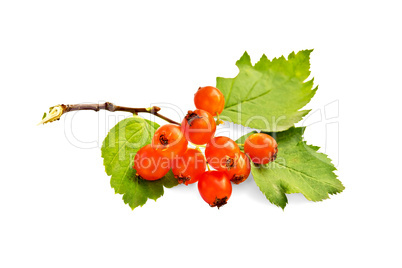 Hawthorn orange with leaves