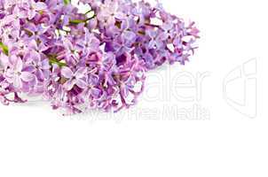 Lilac flowers