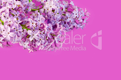 Lilac on a pink background