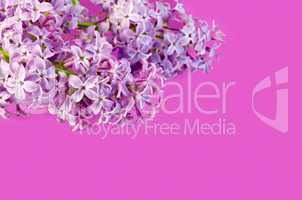 Lilac on a pink background
