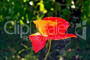 Poppies red on a background of grass