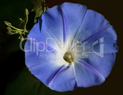 Ipomoea