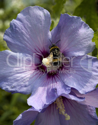 Hibiscus Blue Bird