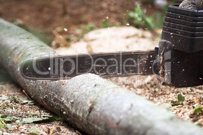 Chainsaw Cutting a Pine Log