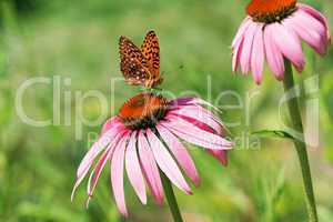 Great Spangled Fritillary Butterfly