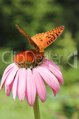 Great Spangled Fritillary Butterfly