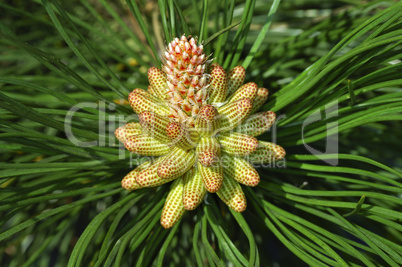Male pine tree flower