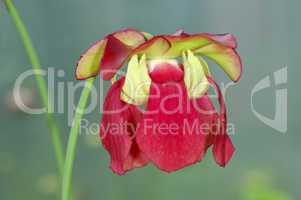 Red pitcher plant Sarracenia rubra
