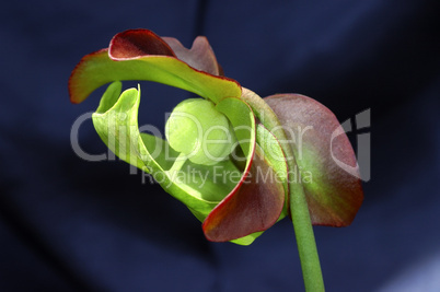 Purple pitcher plant Sarracenia pur