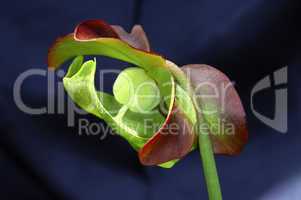 Purple pitcher plant Sarracenia pur
