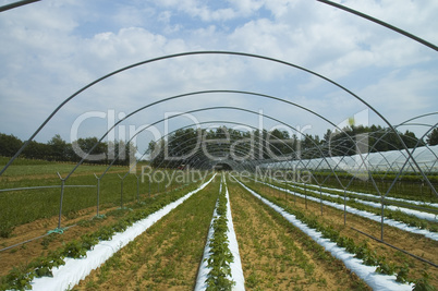 Tunnel strawberry farm